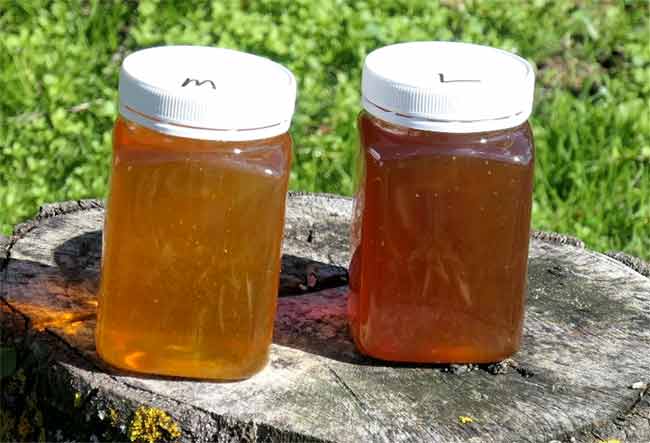 HONEY-web